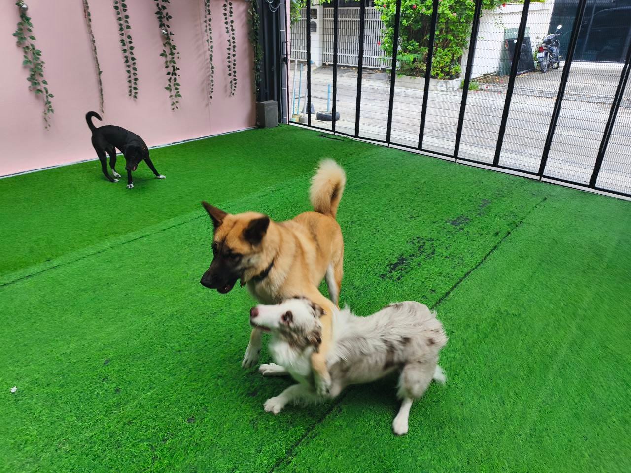 A group of dogs playing together in cage-free daycare