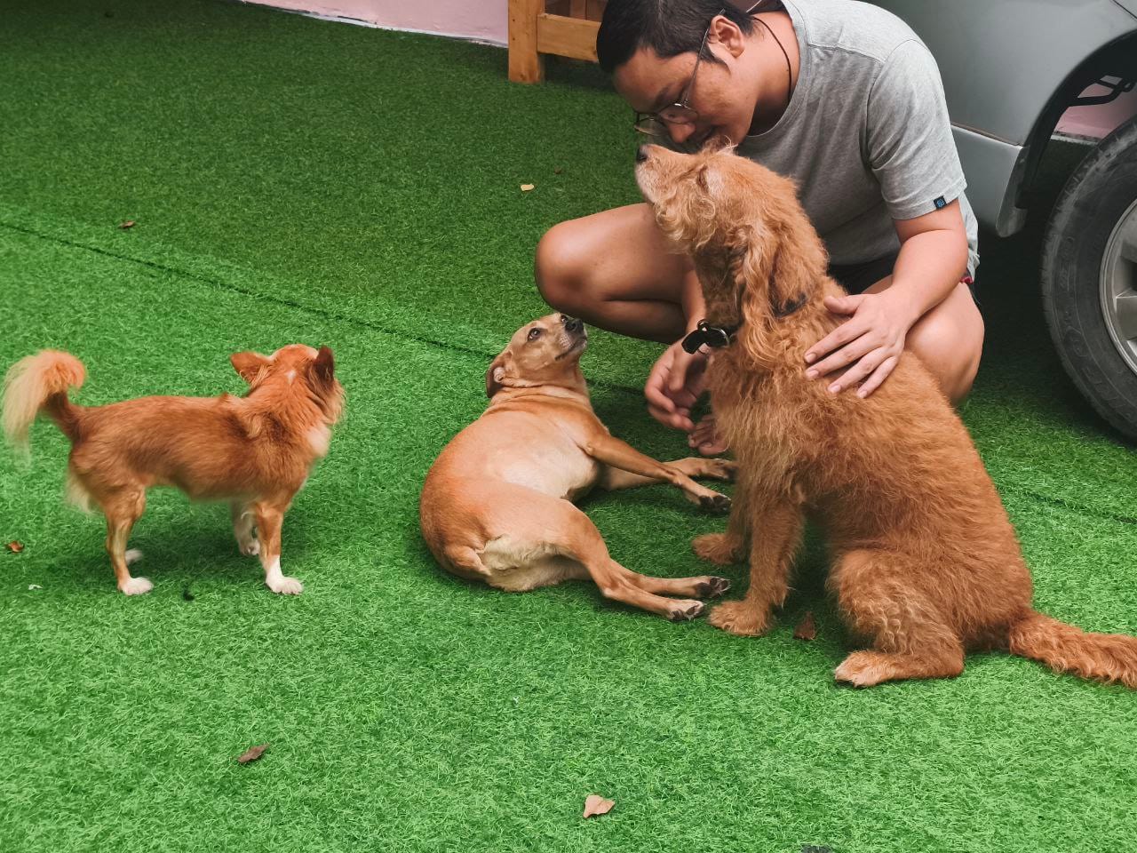 Dogs at play on the turf