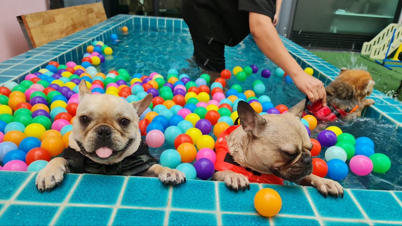 A dog with toys in the play area