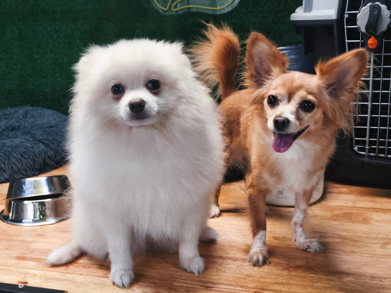 Dogs ready for door-to-door pickup