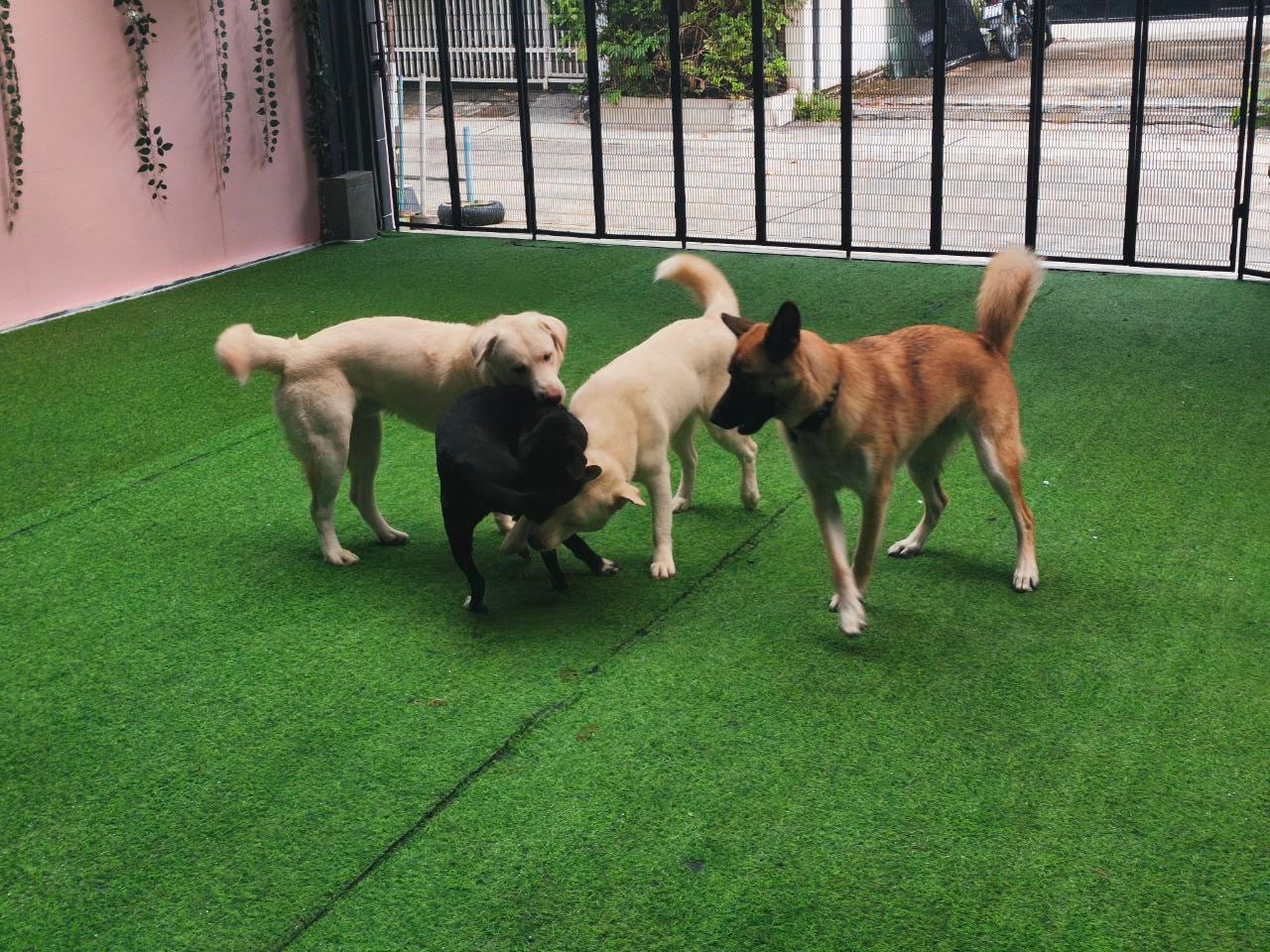 A group of dogs in daycare