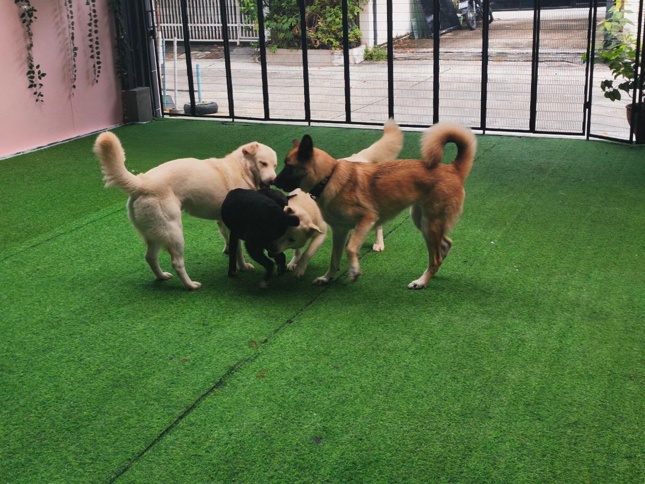 Dogs playing in the cage-free daycare at Paws & Claws Bangkok