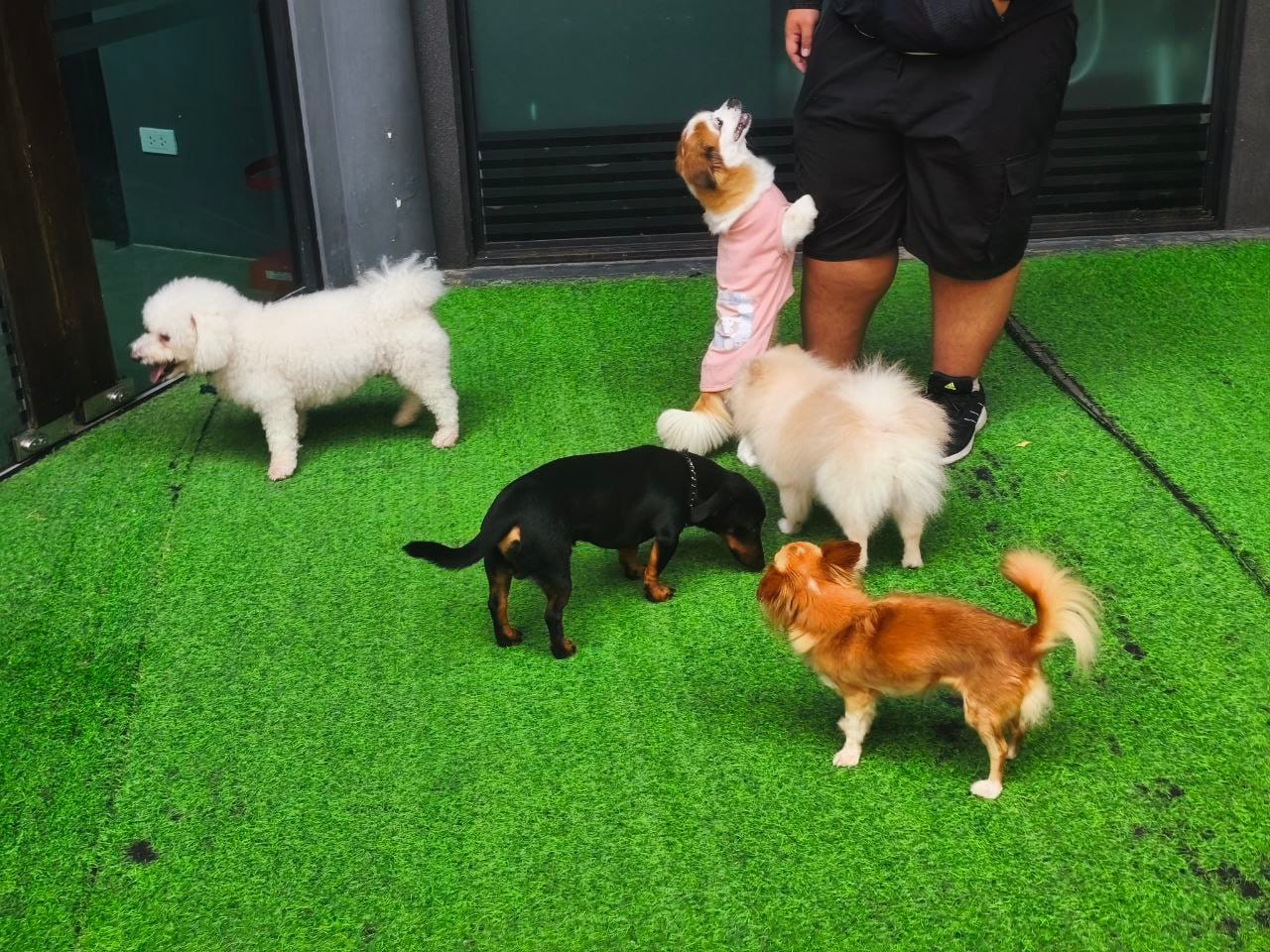 Small dogs playing