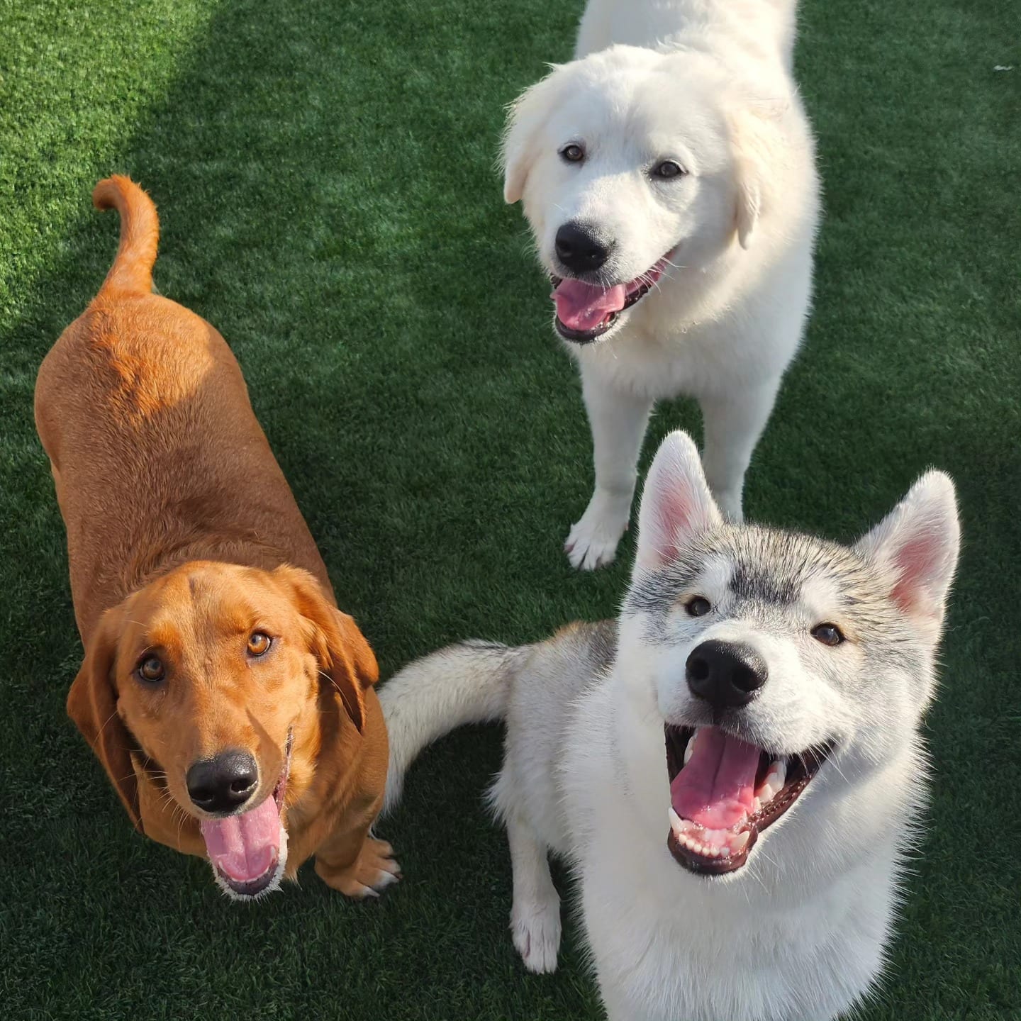 Three dogs resting together