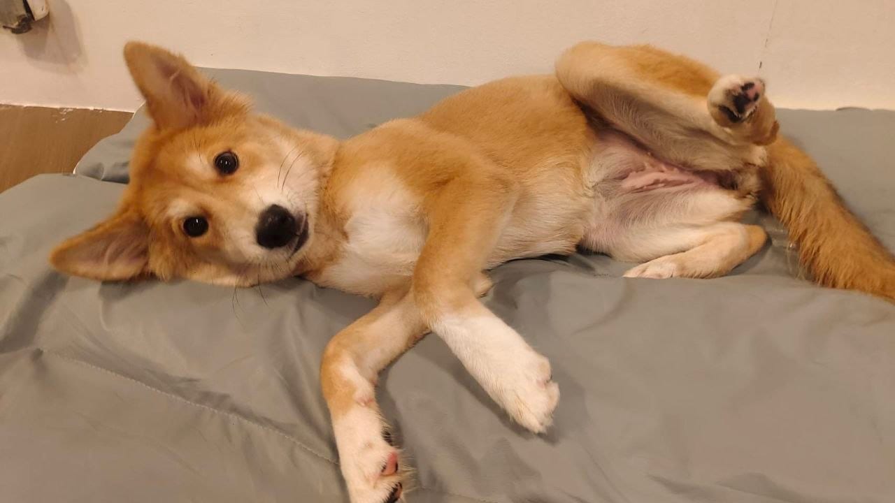 A dog resting calmly during an overnight stay
