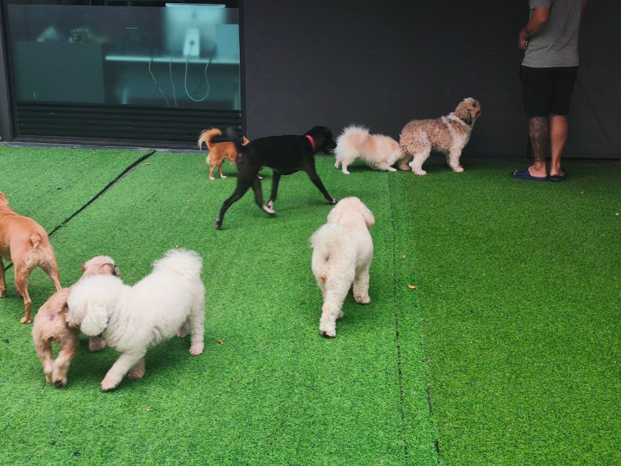 A team member playing with dogs on the turf at Paws & Claws